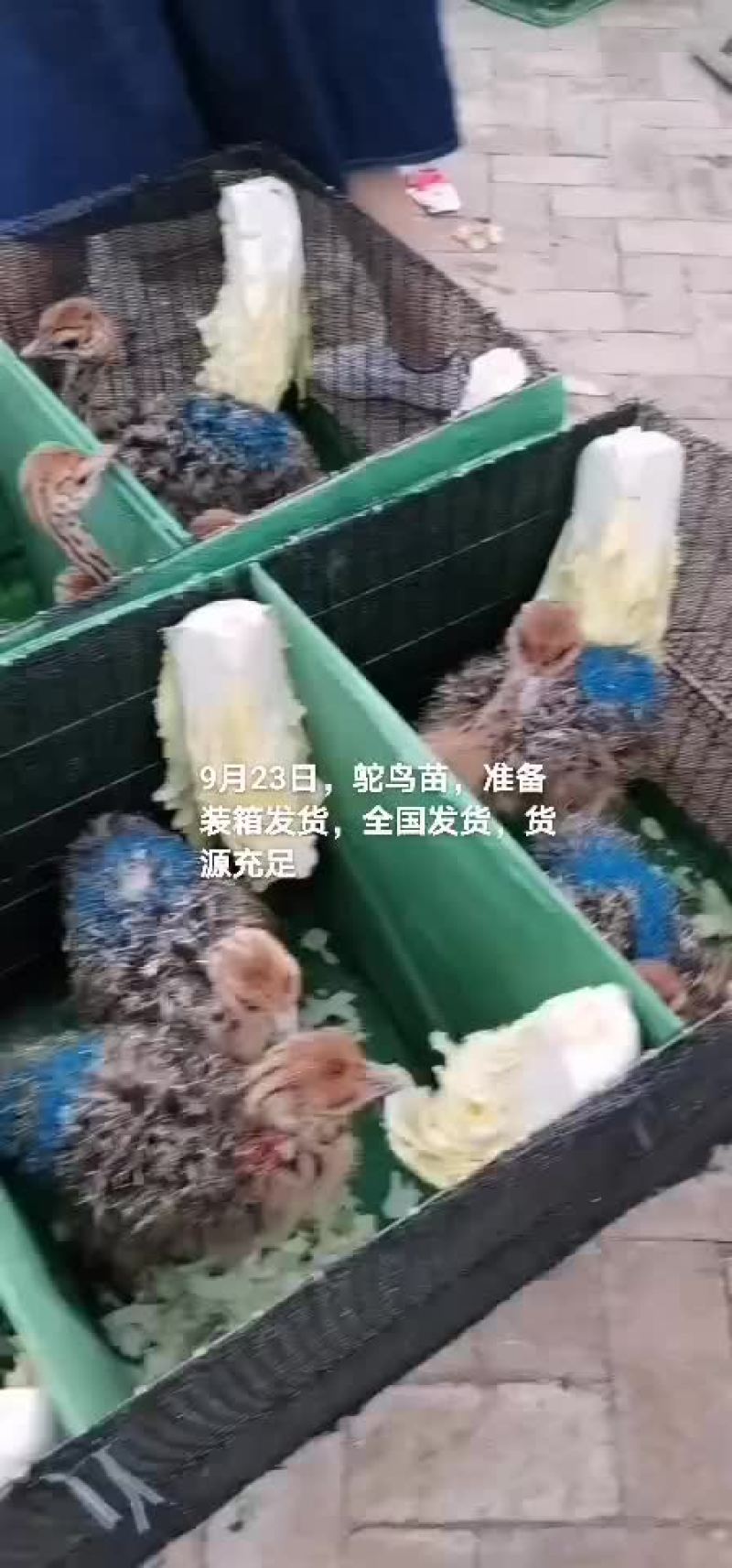 鸵鸟苗