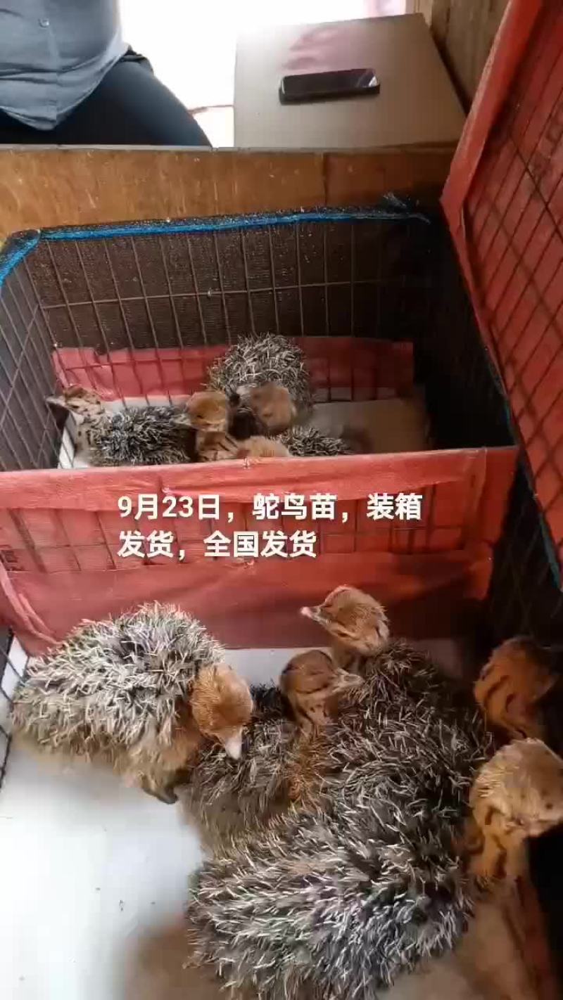 鸵鸟苗