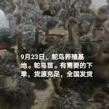 鸵鸟苗