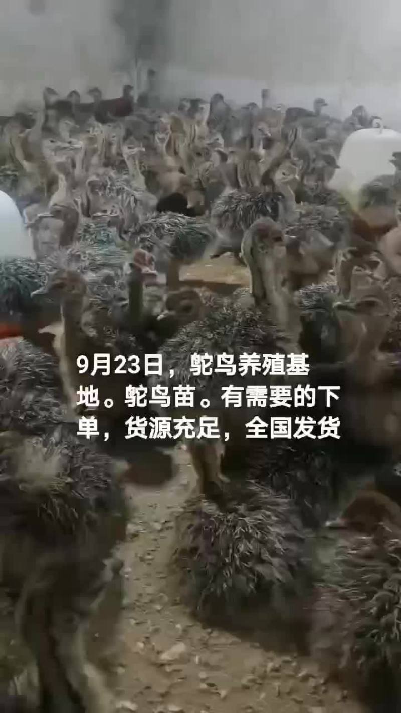 鸵鸟苗