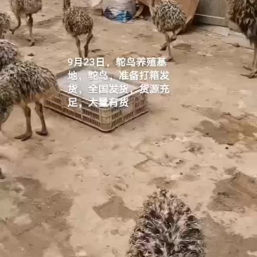 鸵鸟苗