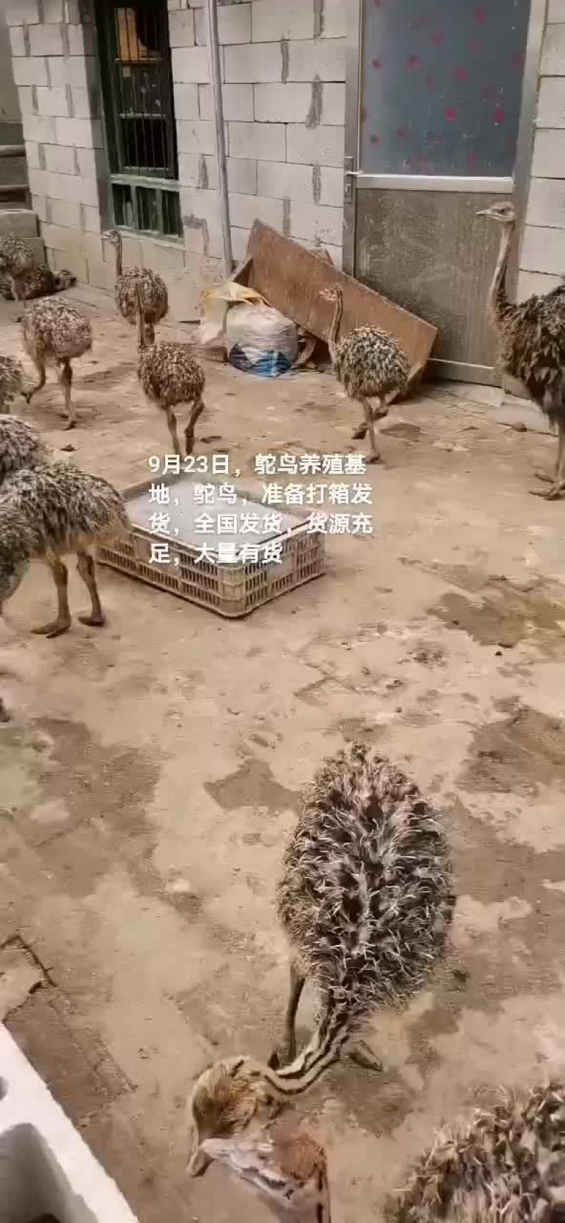 鸵鸟苗