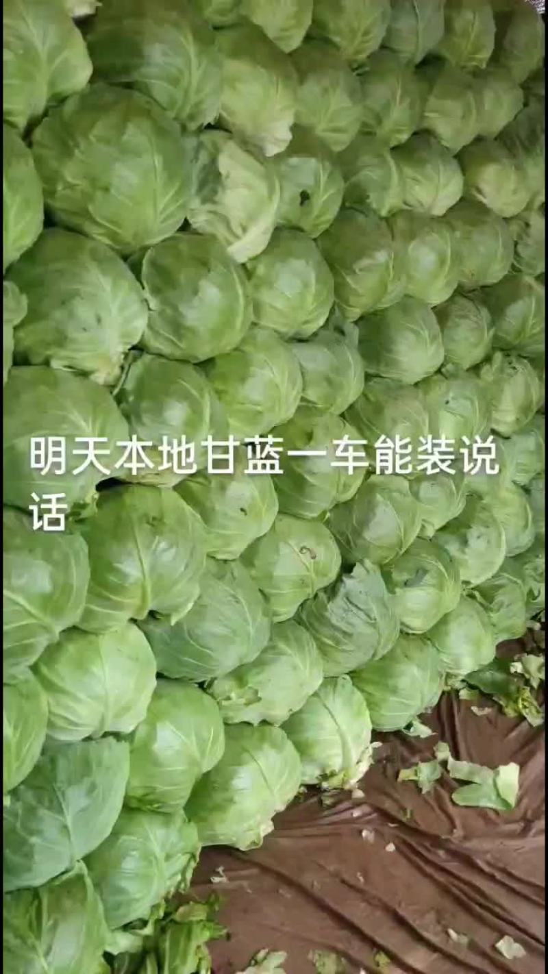 精品甘蓝
