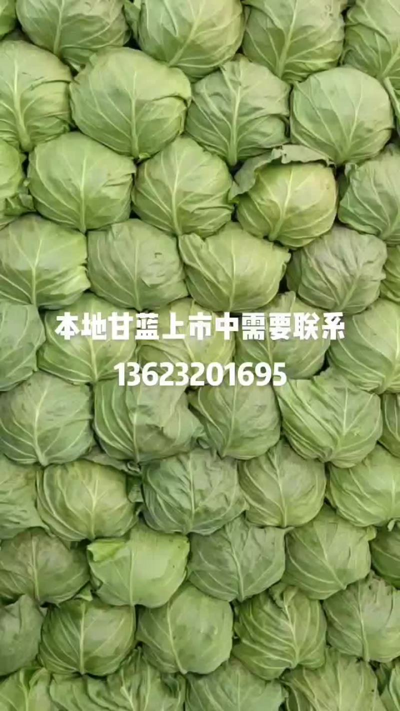 精品甘蓝