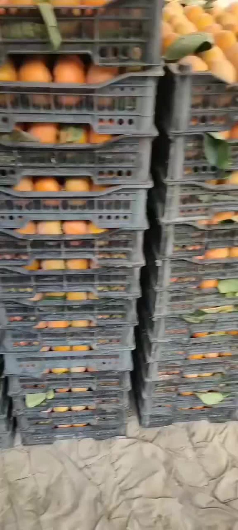 柿子