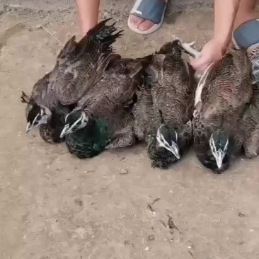 孔雀苗