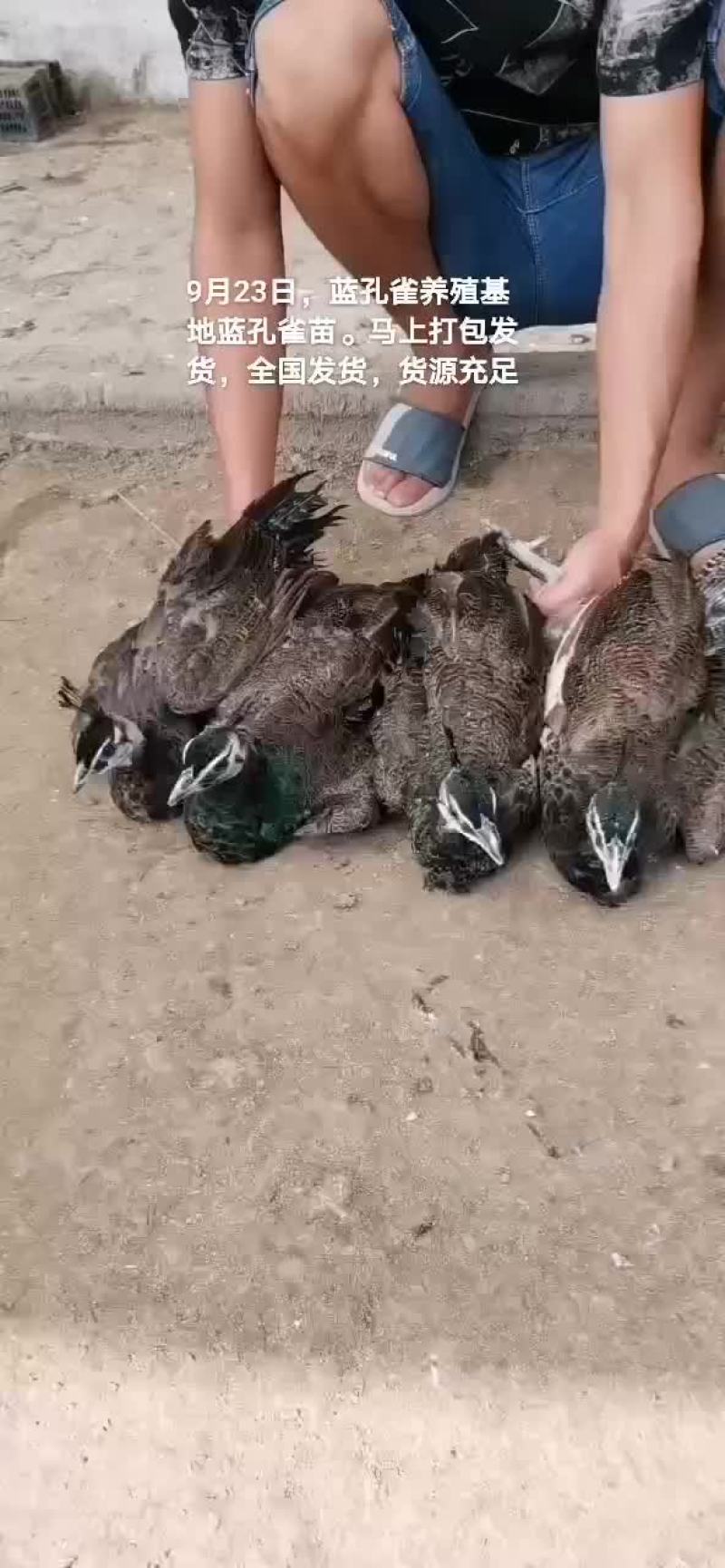 孔雀苗