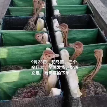 鸵鸟苗