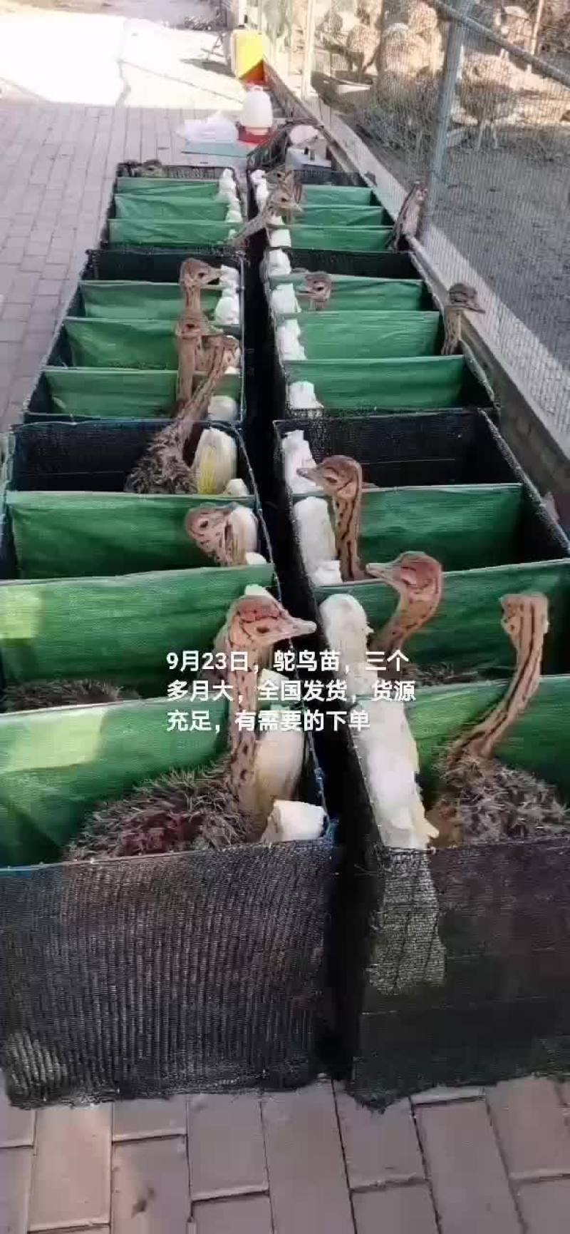 鸵鸟苗