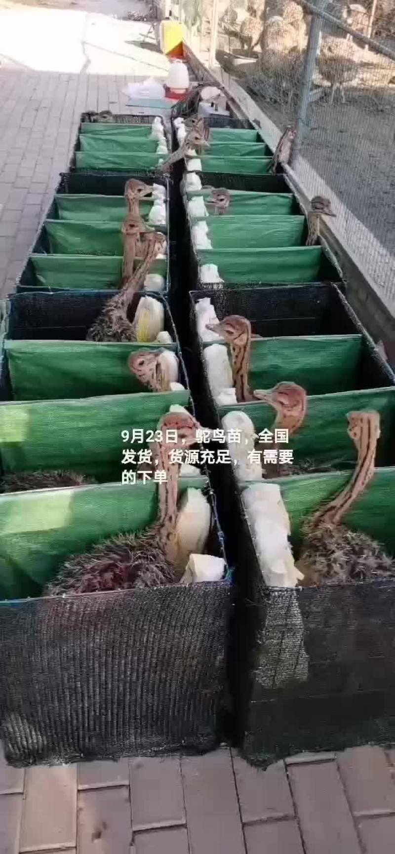 鸵鸟苗