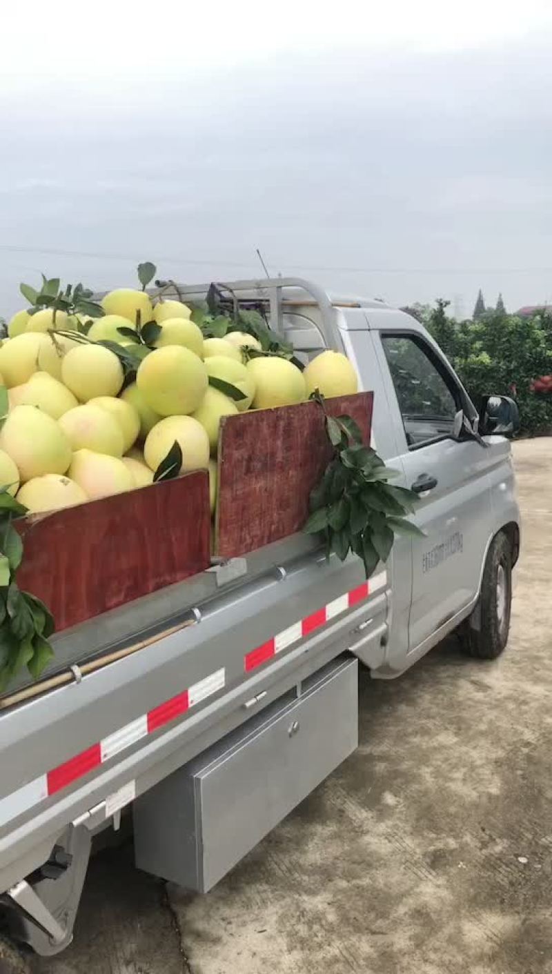 三红柚子