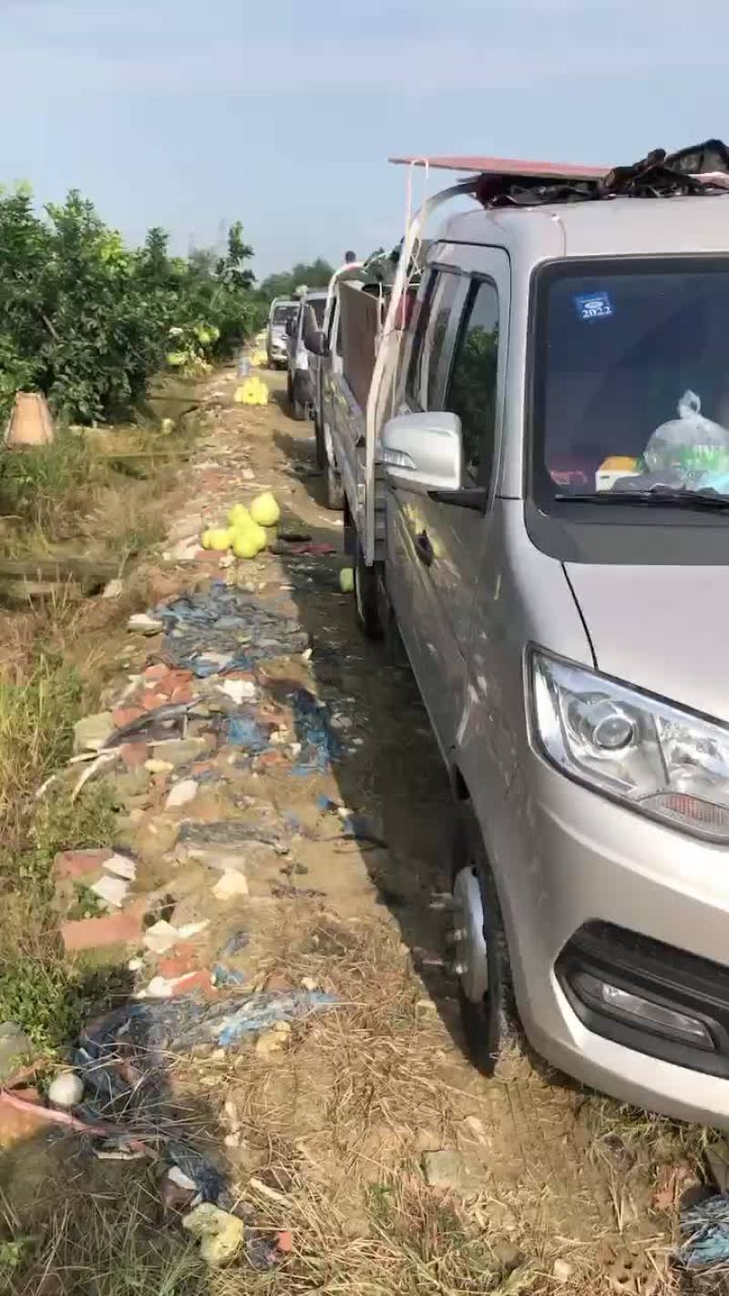 三红柚子