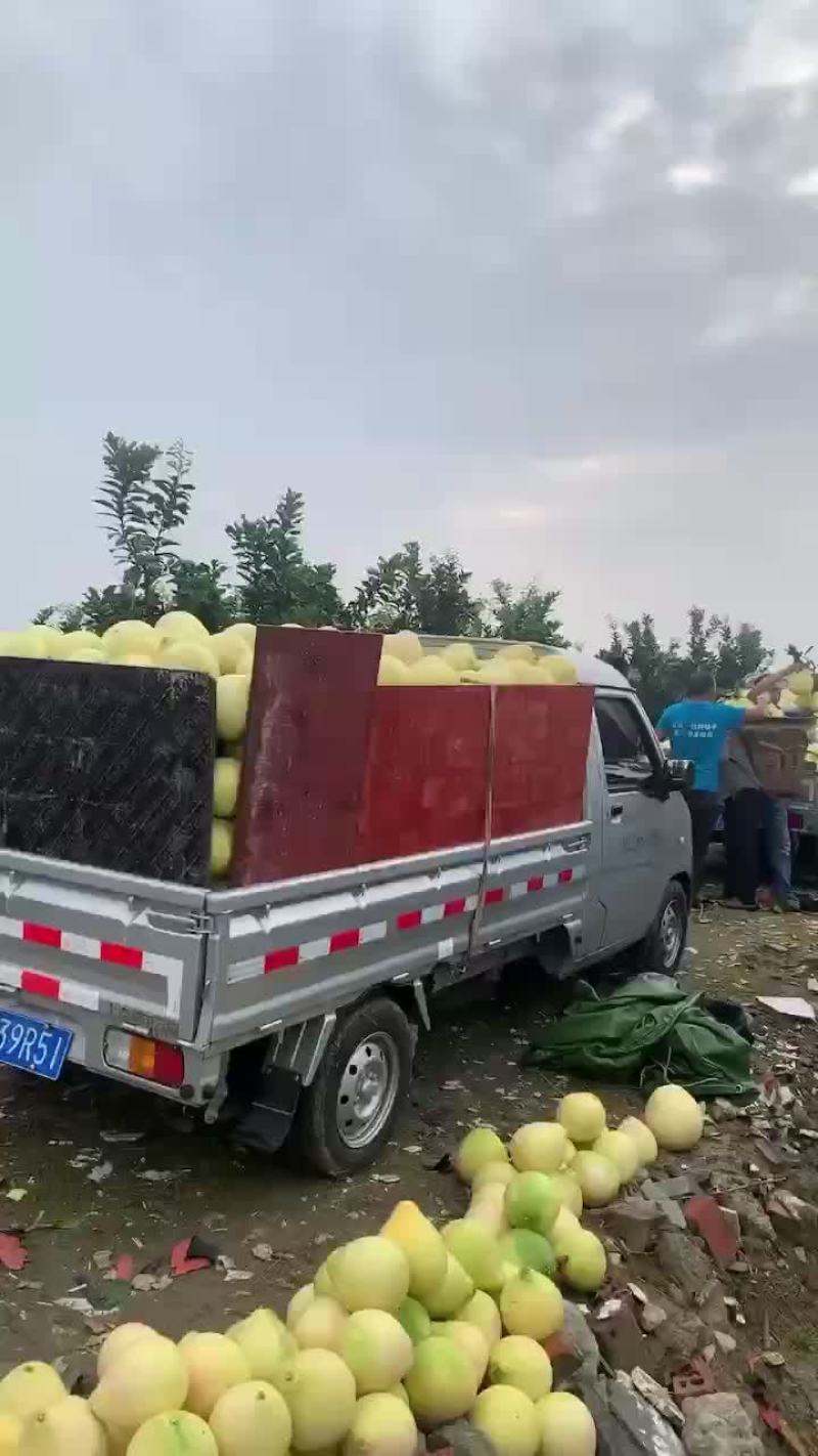 三红柚子