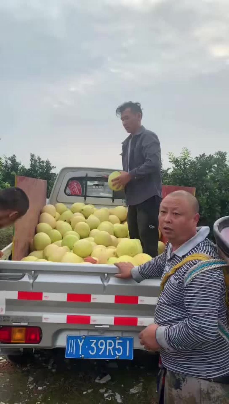 三红柚子