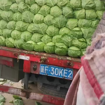 甘蓝