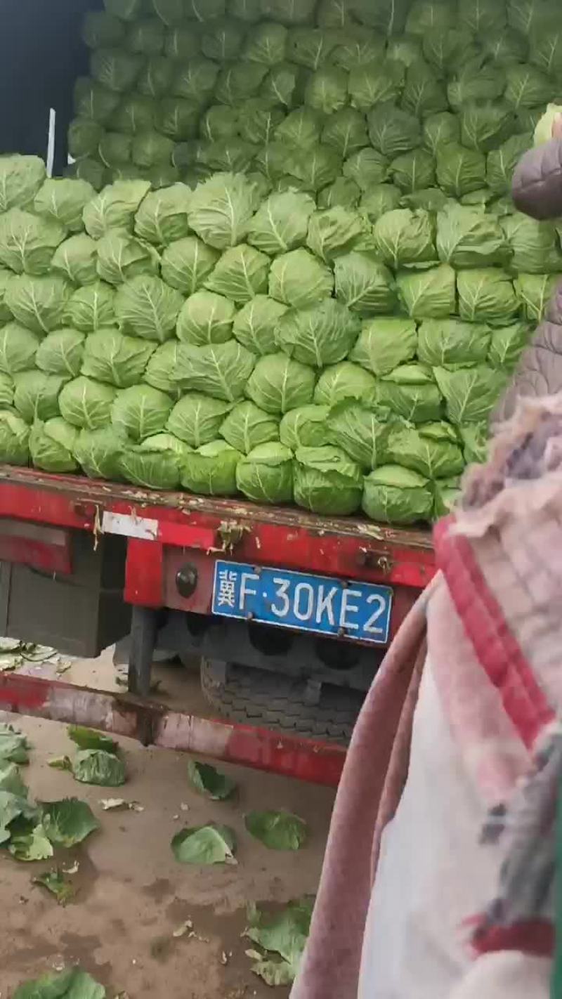 甘蓝