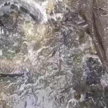 成品鱼批发，品种规格齐全