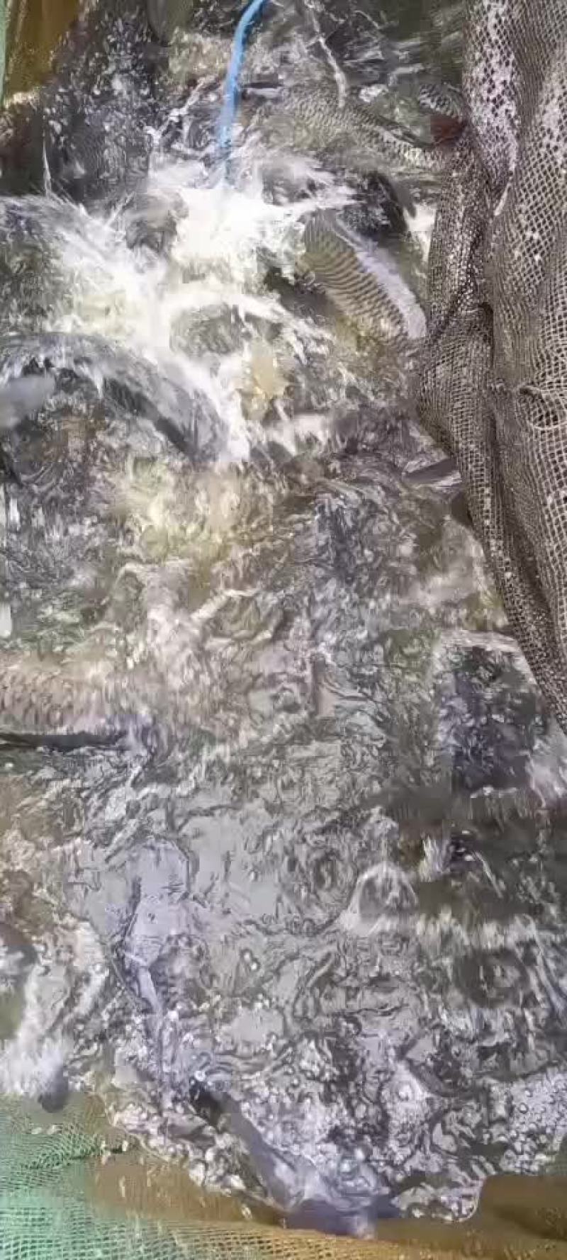 成品鱼批发，品种规格齐全