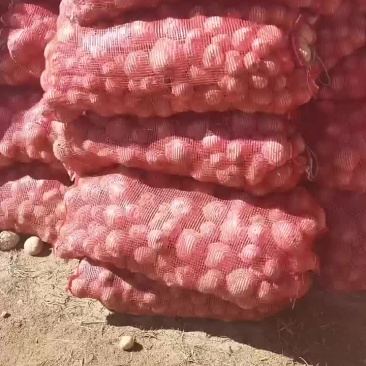 大西洋淀粉
