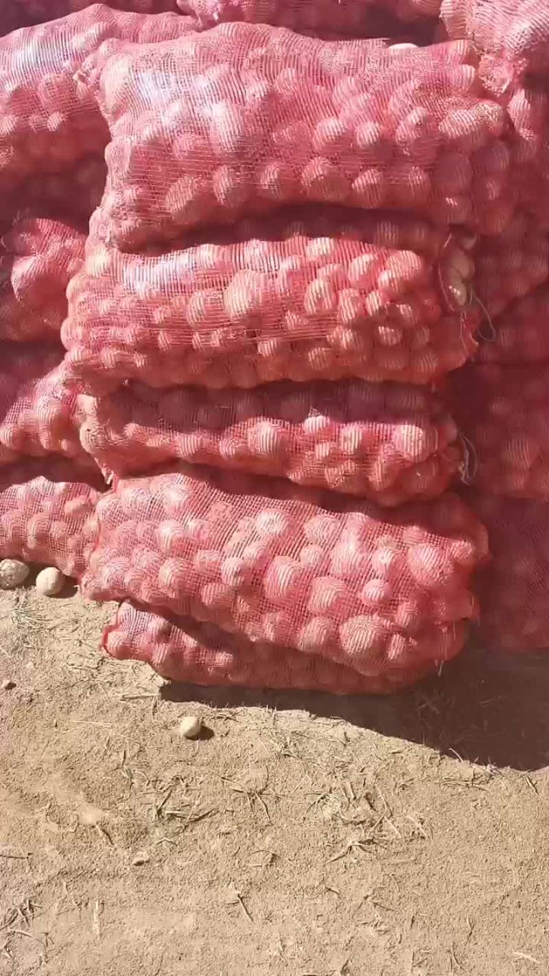 大西洋淀粉