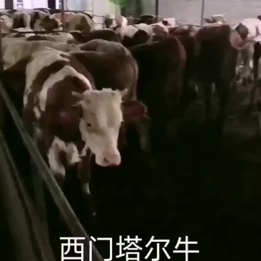 西门塔尔牛