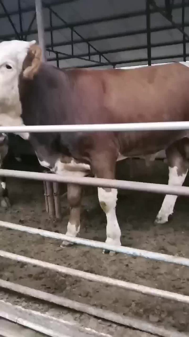 西门塔尔牛