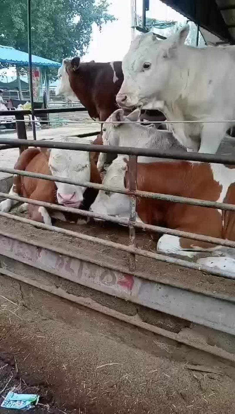 西门塔尔牛