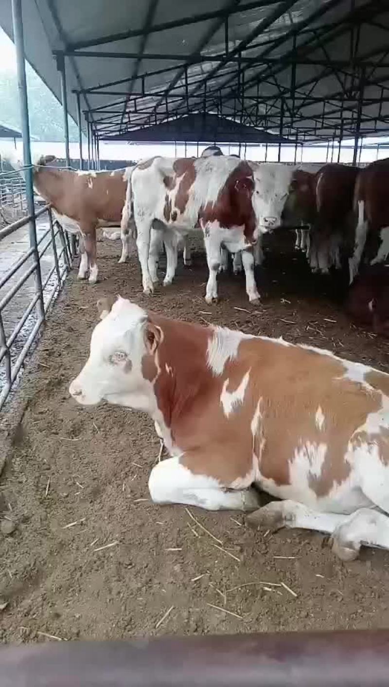 西门塔尔牛