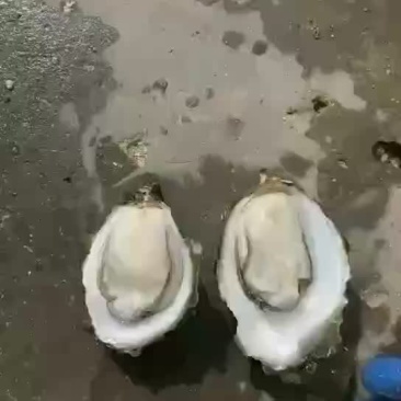 蚝生烩湛江生蚝批发产地直销