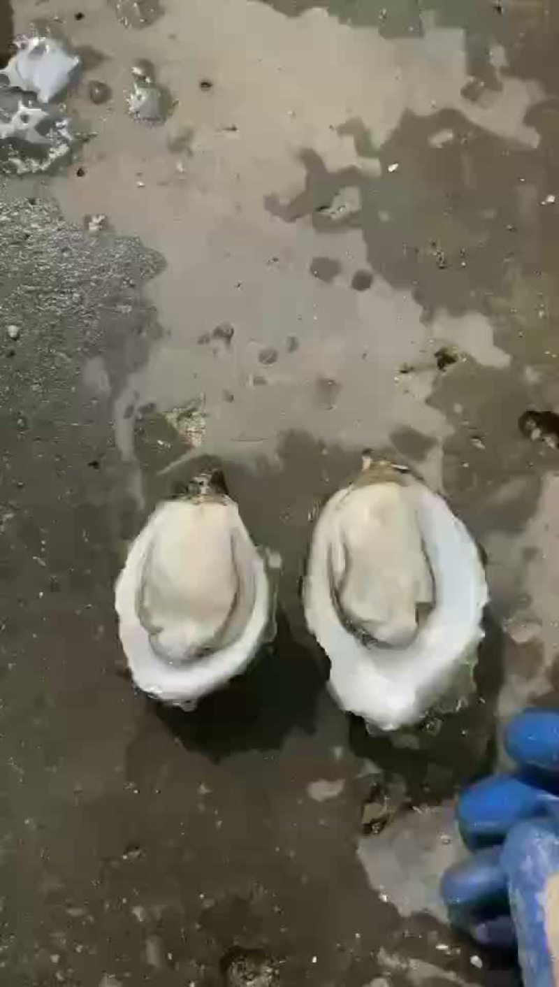 蚝生烩湛江生蚝批发产地直销