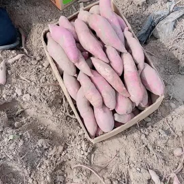 地瓜