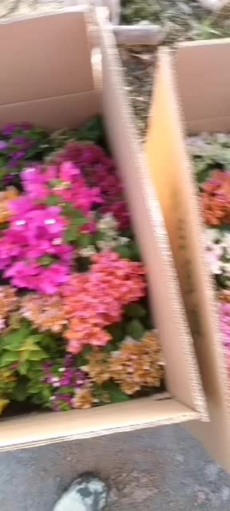 三角梅混
