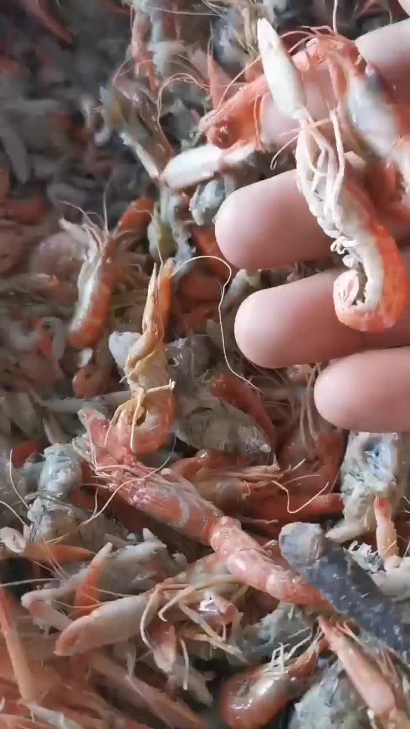 滨州市沾化区海陆丰水产品有限公司厂家发货渤海夹虾，