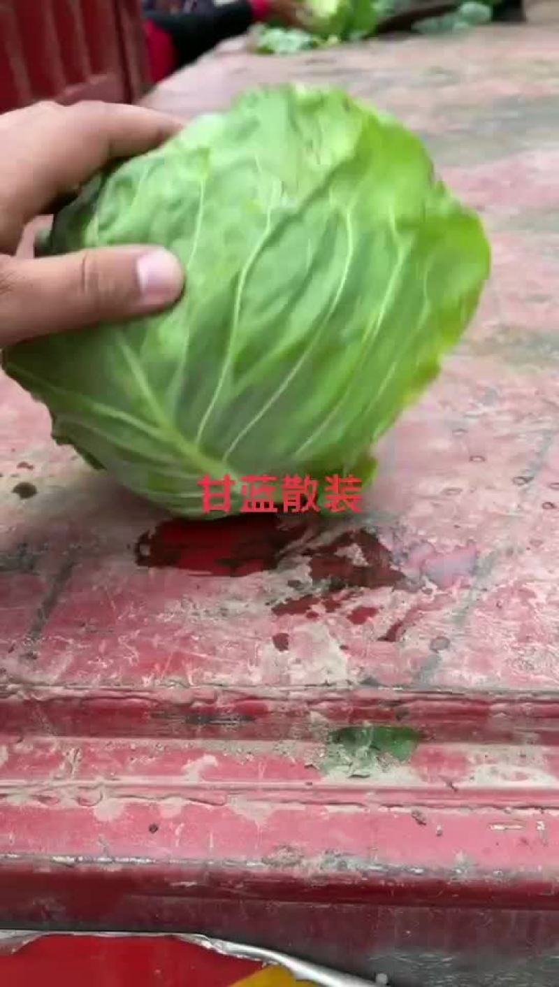 甘蓝