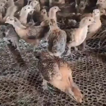 半斤重母鸡