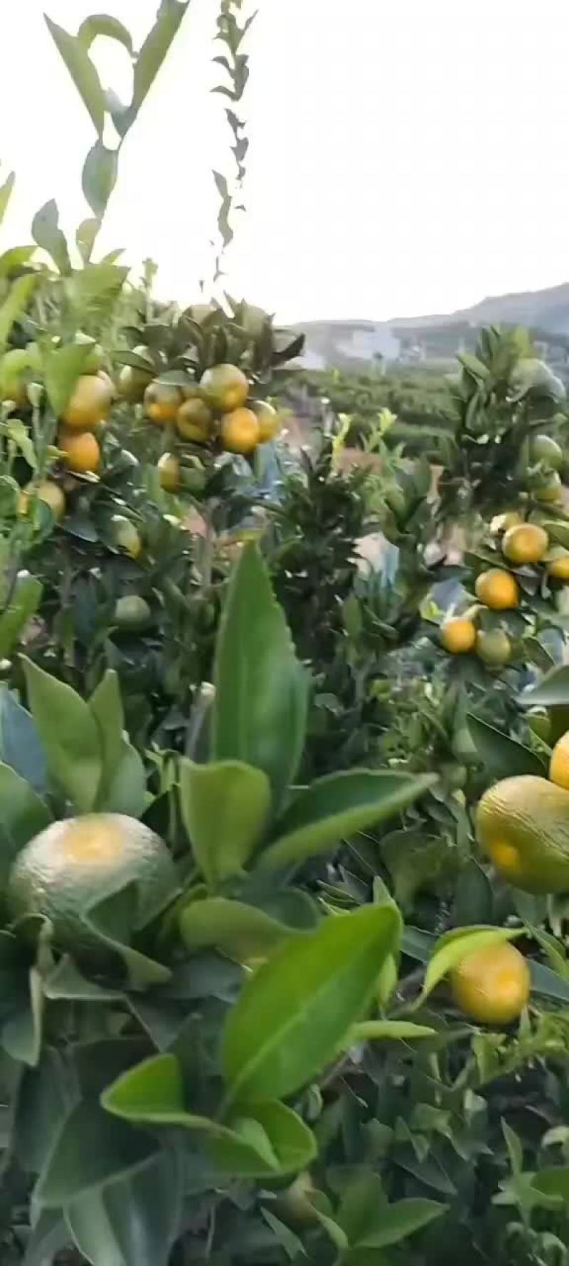 南丰蜜桔