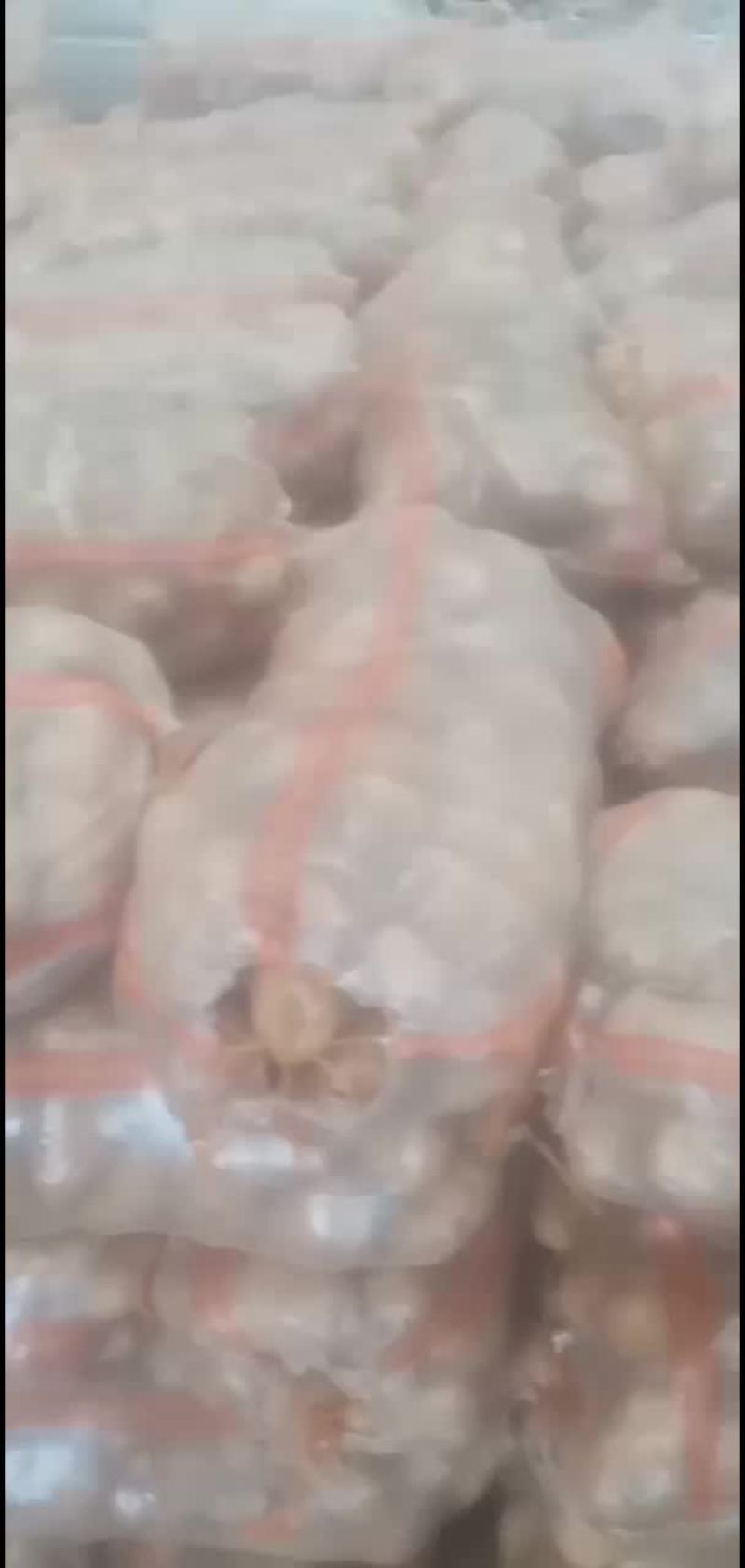 土豆