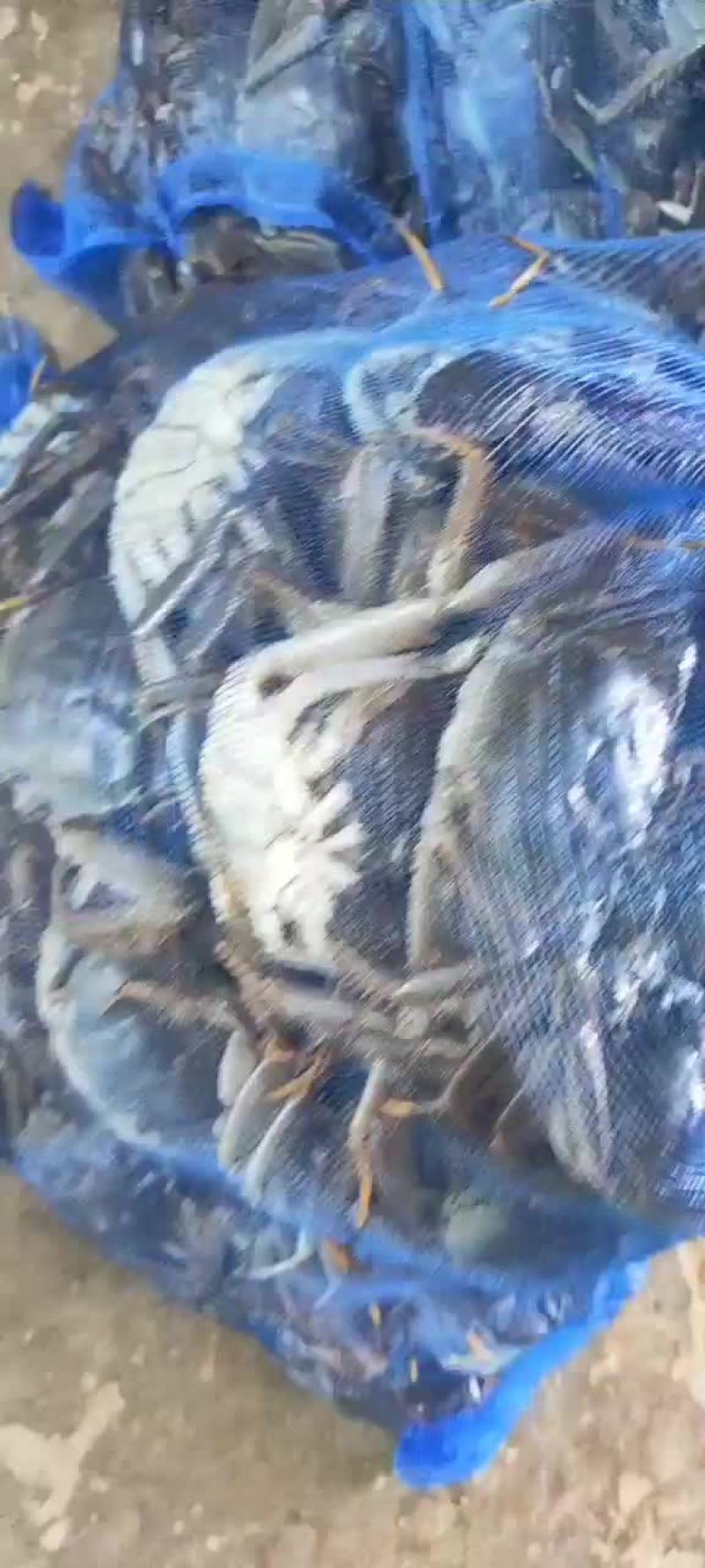 山东大闸蟹基地直供