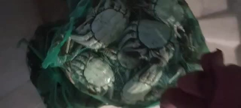 山东大闸蟹基地直供