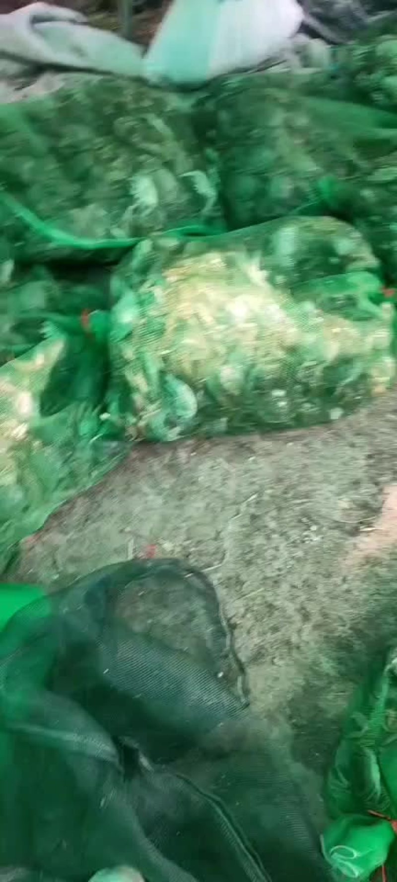 山东大闸蟹基地直供
