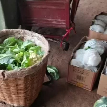 花菜