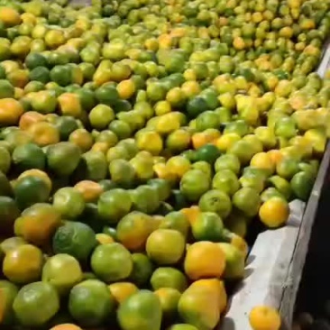 橘子🍊