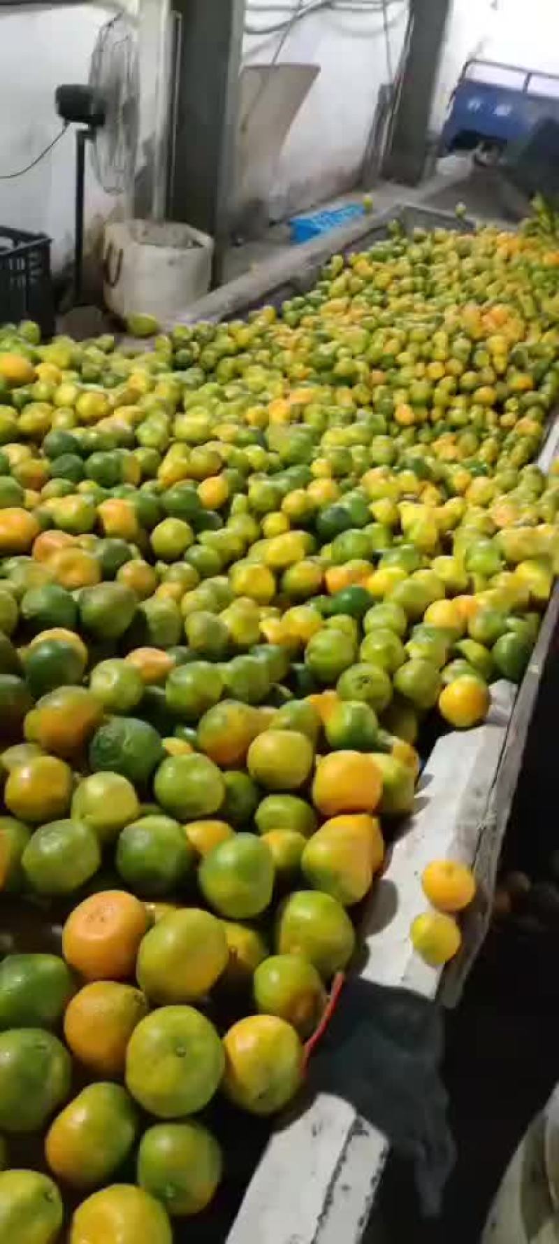 橘子🍊