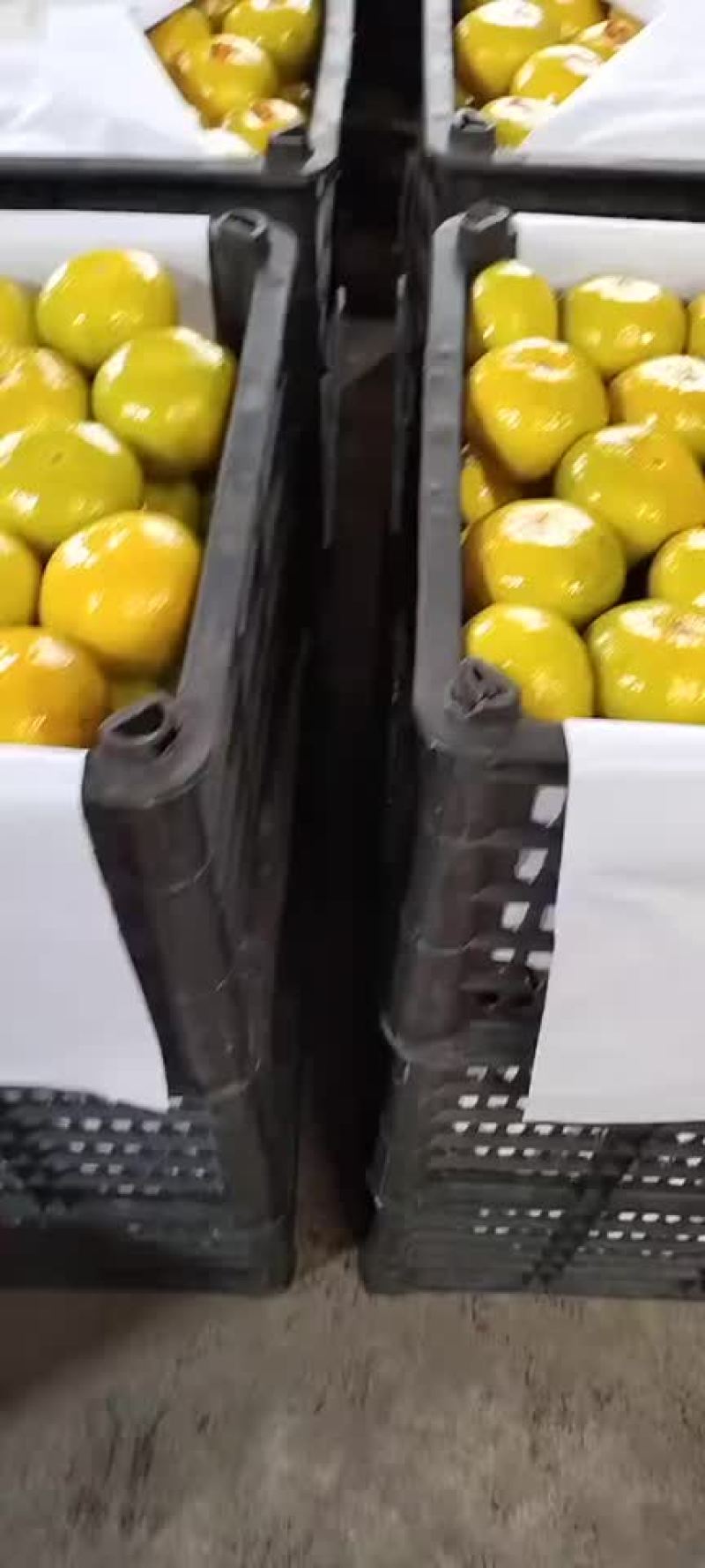 橘子🍊