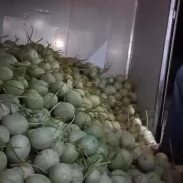 玫珑瓜