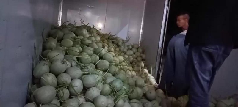 玫珑瓜