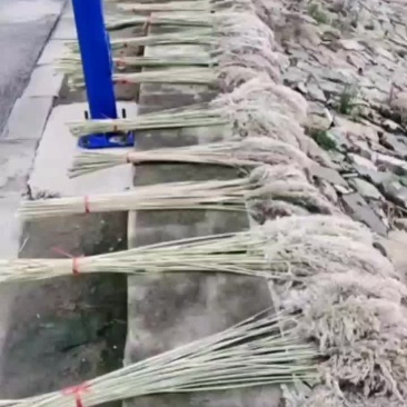白洋淀野生芦苇花