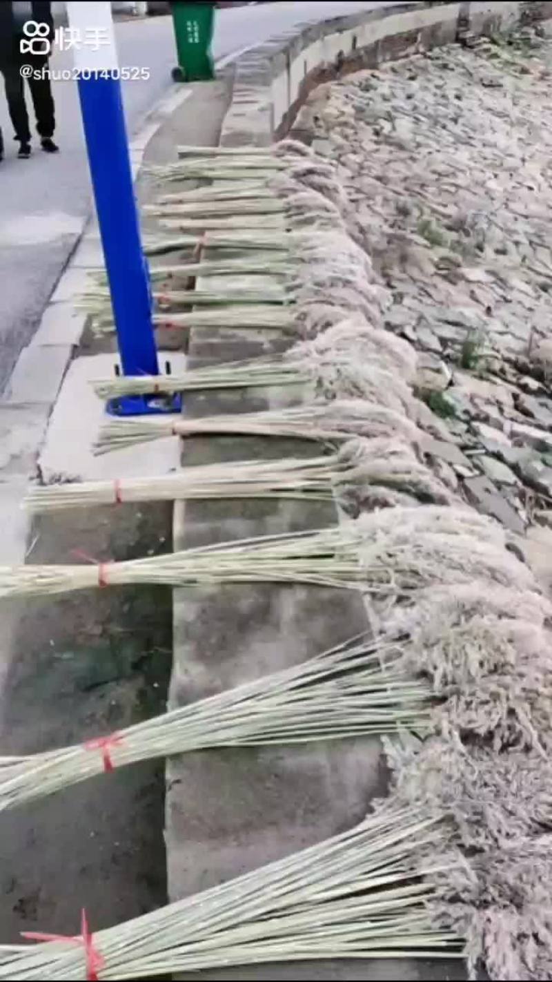 白洋淀野生芦苇花