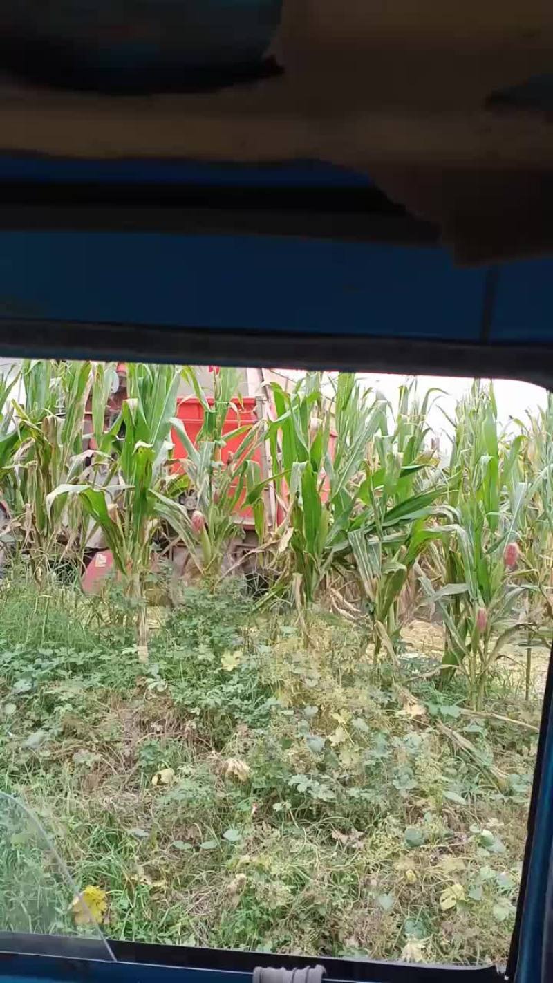 出售鲜玉米棒槌