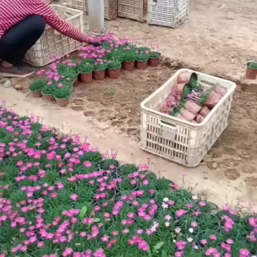 欧石竹
